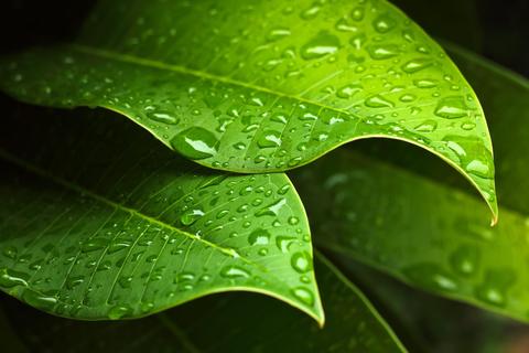 Leaf Leaf